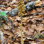 Neottia nidus-avis (orchidea nido d'uccello)