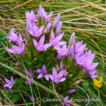 Genzianella dell'Engadina