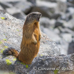 Marmotta