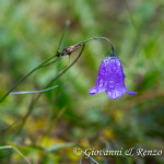 Campanula