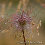 Pulsatilla