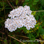 Achillea millefolium