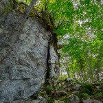 Il faggio nella roccia