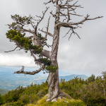 Loricato sulla cresta NO di Serra di Crispo