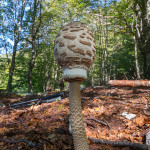 Macrolepiota procera (mazza di tamburo)