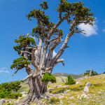 Pino Loricato sulla cresta Sud di Monte Pollino