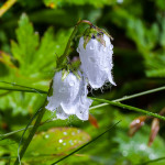 Campanula barbata