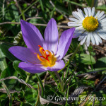 Crocus longiflorus (zafferano autunnale)