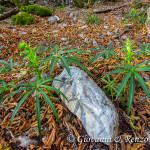 Elleboro fetido (Helleborus foetidus)