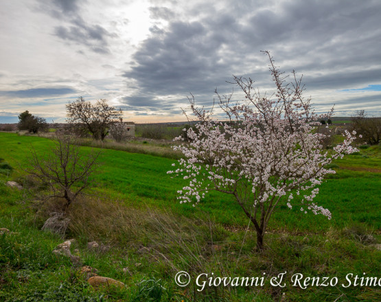 Mandorlo in fiore