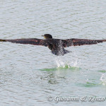 Cormorano