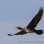 Cormorano