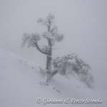 Pino Loricato nella Nebbia