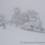 Pini Loricati di Serra di Crispo nella Nebbia