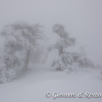 Pini Loricati di Serra di Crispo nella Nebbia