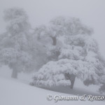 Pini Loricati di Serra di Crispo nella Nebbia