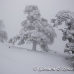 Pini Loricati di Serra di Crispo nella Nebbia