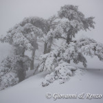 Pini Loricati di Serra di Crispo nella Nebbia