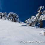 Pini loricati sulla cresta nord di Monte Pollino