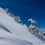 Pini loricati sulla cresta nord di Monte Pollino