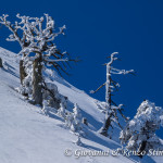 Pini loricati sulla cresta nord di Monte Pollino