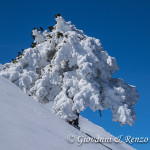 Pino loricato sulla cresta nord di Monte Pollino