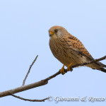Falco grillaio (Naumanni) femmina