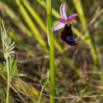Orchidea selvatica