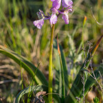 Orchidea selvatica