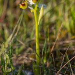 Orchidea selvatica
