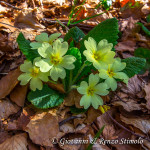 Primula
