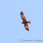 Falco di palude