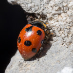 Coccinella