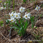 Narcisi