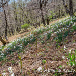 Narcisi