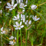 Allium subhirsutum (Aglio pelosetto)