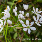 Allium subhirsutum (Aglio pelosetto)