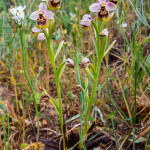Ophrys tenthredinifera (Orchidea)