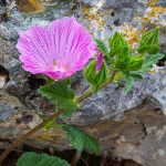 Malvone punteggiato (Malva punctata)
