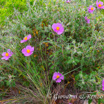 Cistus incanus (Cisto rosso)