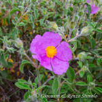 Cistus incanus (Cisto rosso)