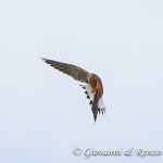 Falco grillaio