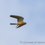 Falco grillaio