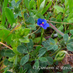 Centocchio dei campi (Lisimachia arvensis)