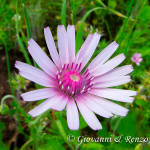 Crepis rubra