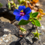 Centocchio dei campi (Lisimachia arvensis)