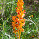 Orobanche