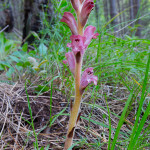 Orobanche