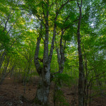 Salendo al Colle Campanaro dal Vallone del Faggio Grosso