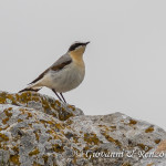 Culbianco (Oenanthe oenanthe)